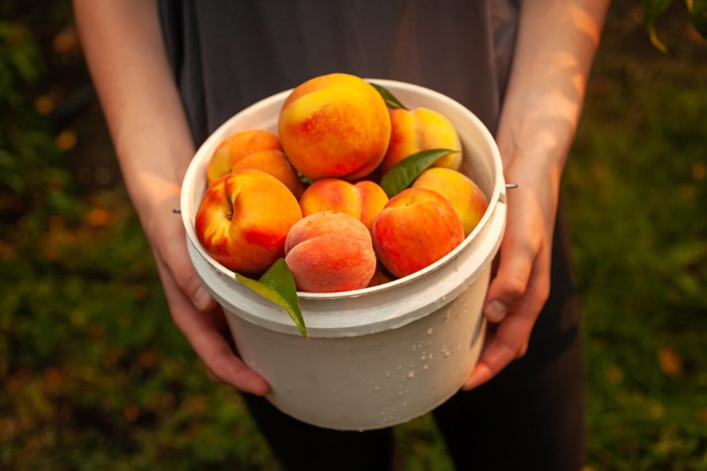 fresh peaches