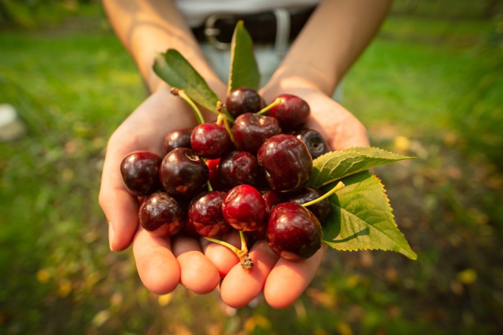 fresh cherries