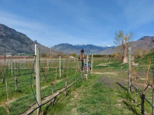 horseshoe found winery in cawston bc