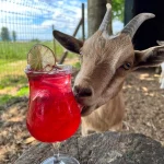 taves goat and cocktail
