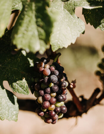 Stoneboat Vineyards