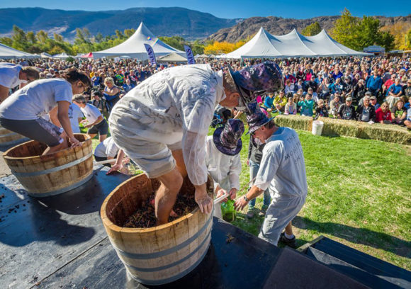 grape stomp - festival of the grape
