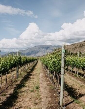 Stoneboat Vineyards