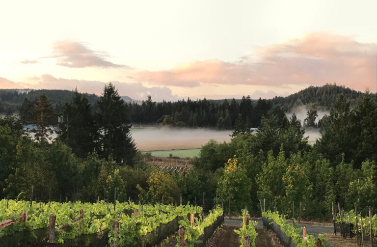 sunlit vineyard view of a Vancouver Island Winery