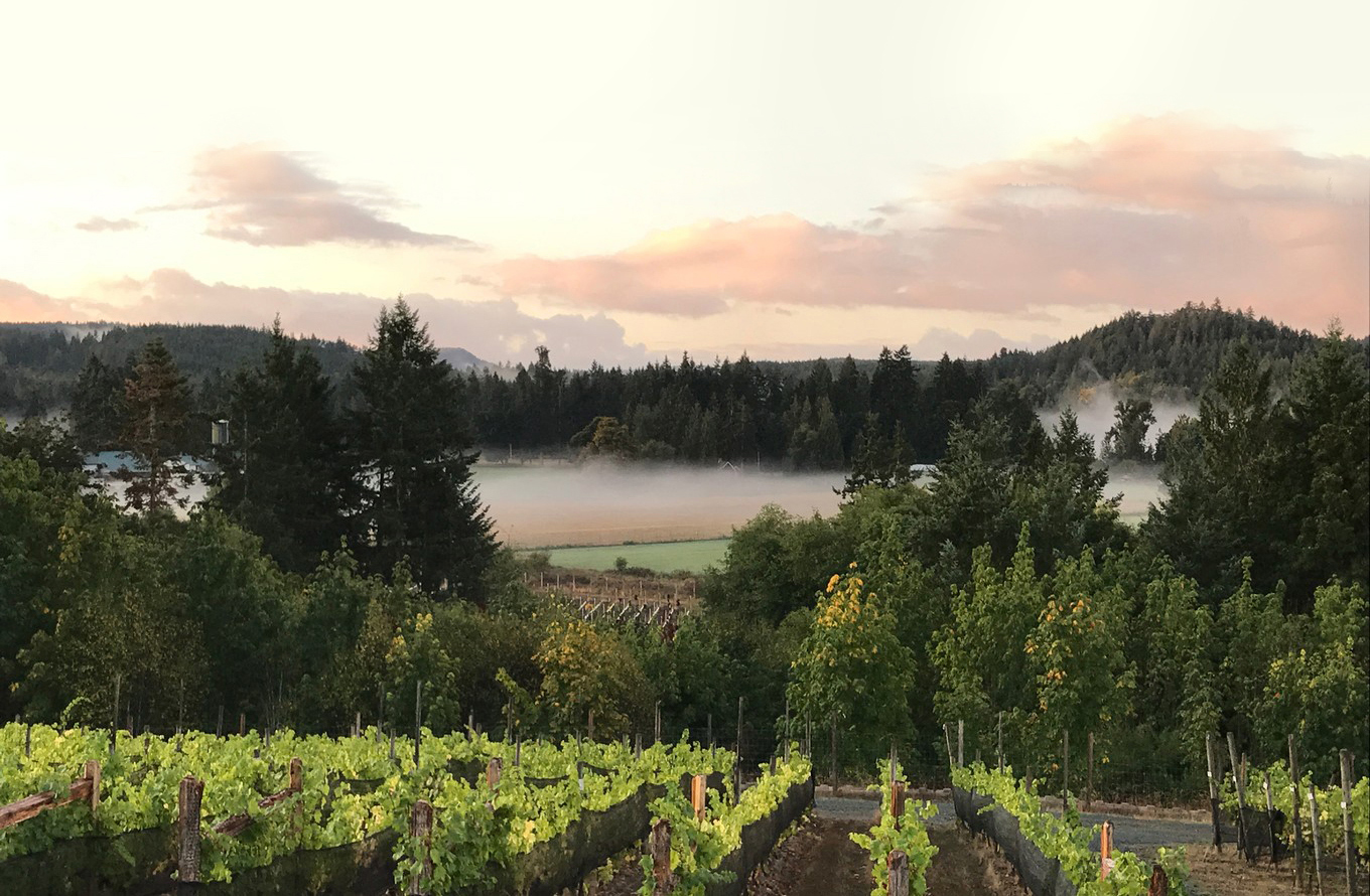 sunlit vineyard view of a Vancouver Island Winery