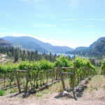 Okanagan falls winery