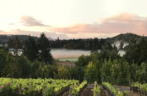 Visit a Vancouver Island winery