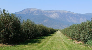 Sternwheeler Craft Distillery