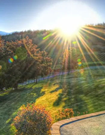Nighthawk Vineyards