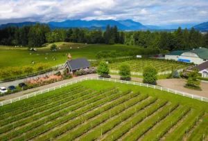 seaside pearl aerial view of winery and vineyard