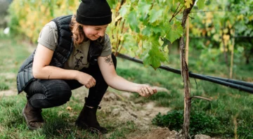 Kamloops wine maker checking soil in vineyard