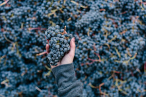 wine grapes