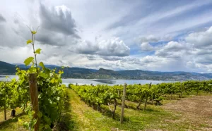 Vineyard and lake view with cloudy skies