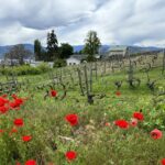 poppies along vineyard roadside in Naramata