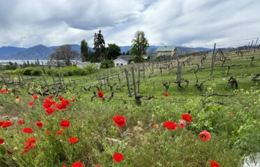 poppies along vineyard roadside in Naramata