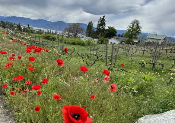 poppies and vineyard in naramata