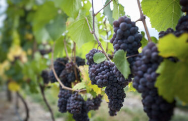 purple wine grapes hanging from vines