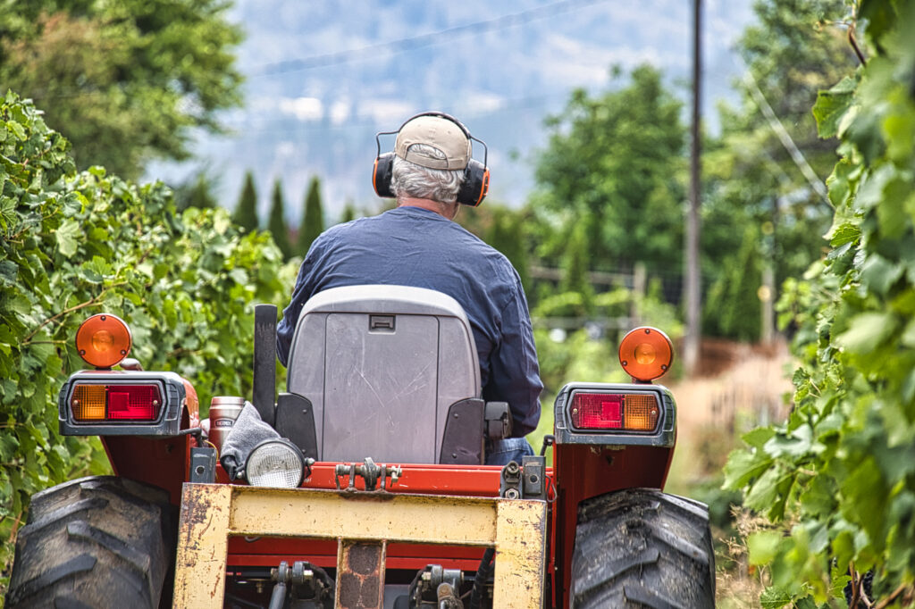 farm tractor at grape harvest time