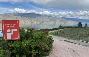 pathway through vineyard with lake and mountain views