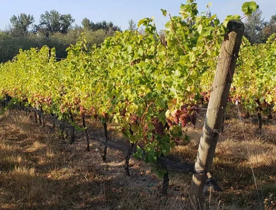 Chaberton Estate Winery