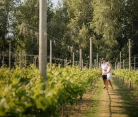 REV – Russell Estate Vineyard