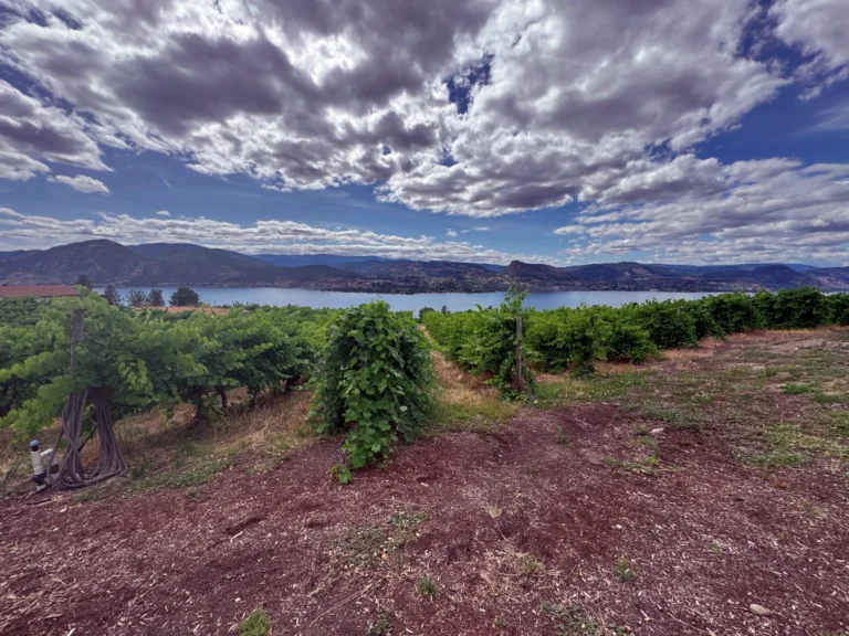 dramatic sky and vineyard in Penticton