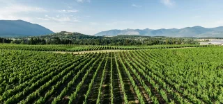 vineyard view in the kootenay region