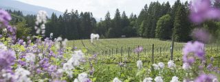 Vancouver Island wineries