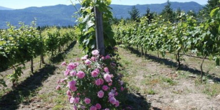 cellist estate winery vines