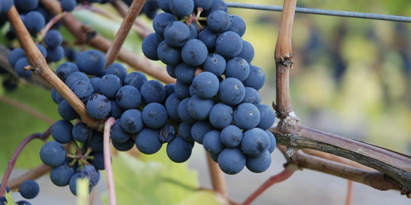 wine grapes on vine