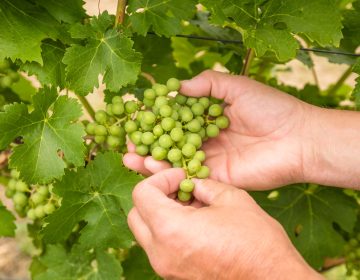 grapes