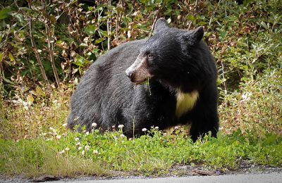 black bears in bc