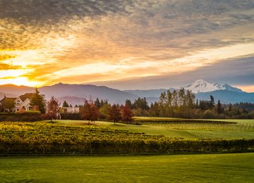 Sunrise over Mount Baker and a vineyard in the Fraser Valley of
