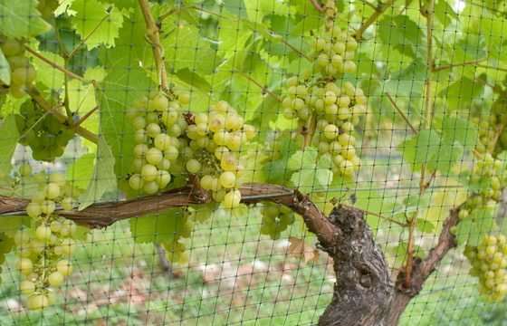 Grapes with bird netting, Cowichan Valley, Vancouver Island