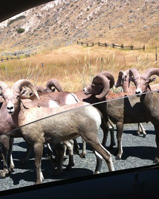big horn sheep on the road