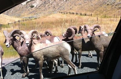 big horn sheep on the road